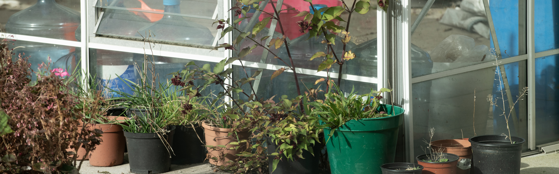 Plants in pots next to a greenhouse.