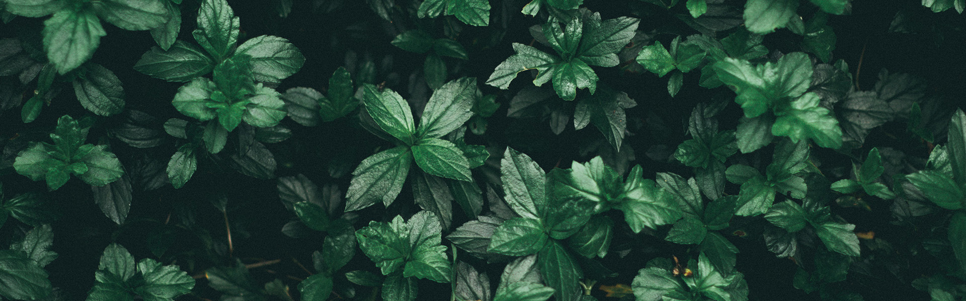 Sustainableeducationweek Webbanner