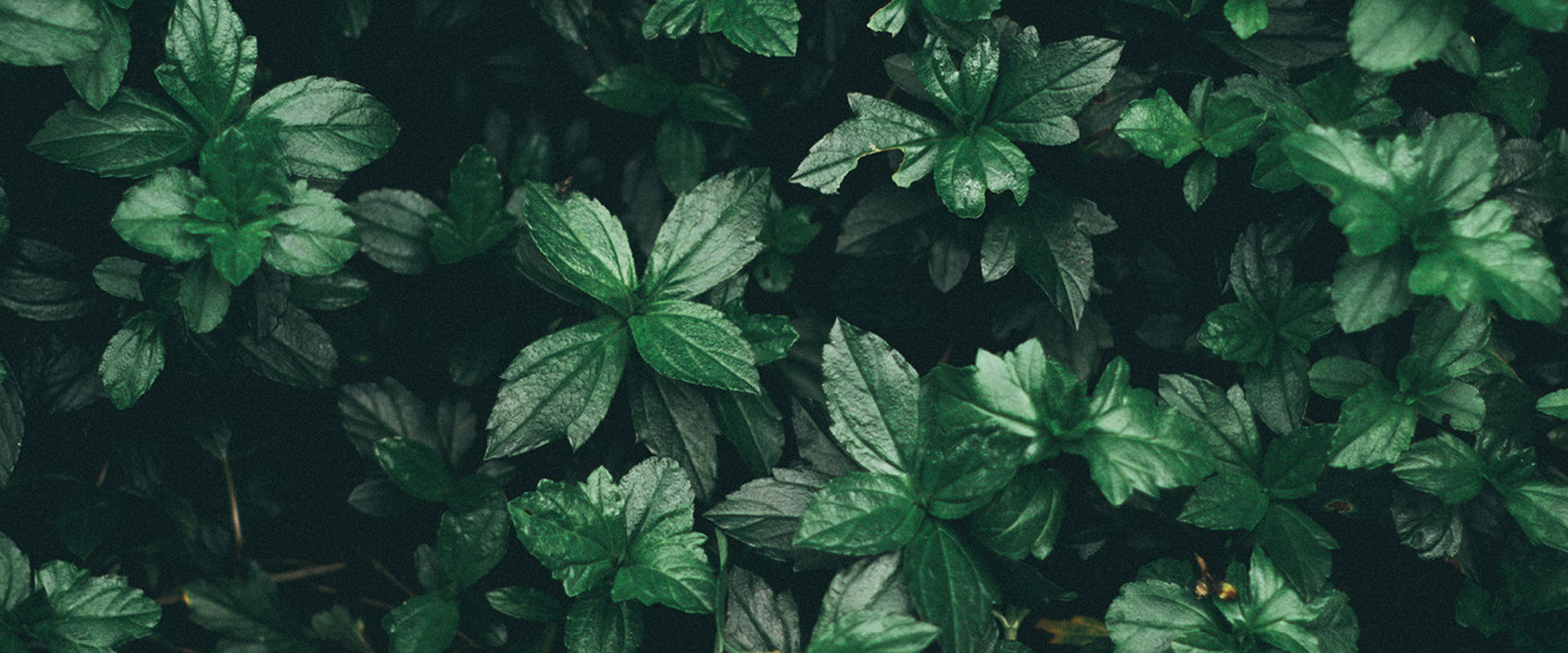 Sustainableeducationweek Webbanner