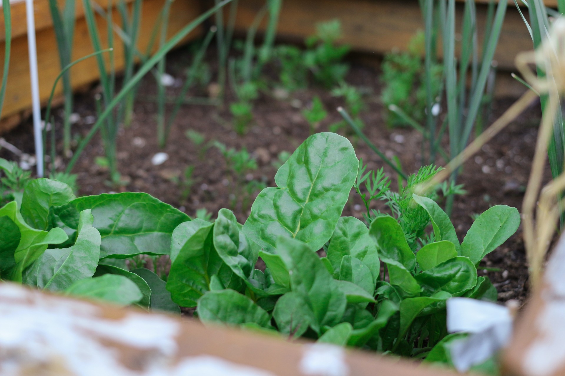 Vegetable patch at Sighthill campus 